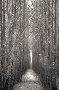 Cathedral Walk